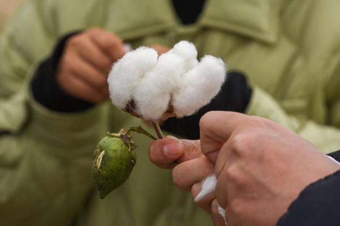 Xinjiang's Cotton Irrigation Technologies Contribute to Central Asia's Sustainable Development