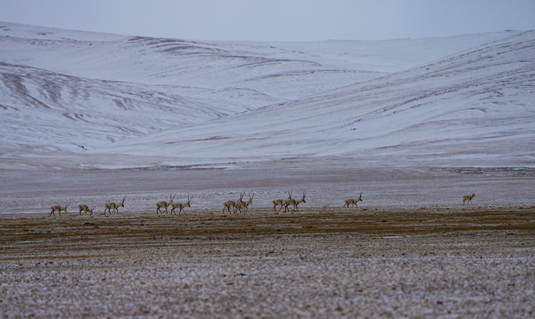 New Study Reveals Snow-ground Thermal Coupling on Qinghai-Tibet Plateau