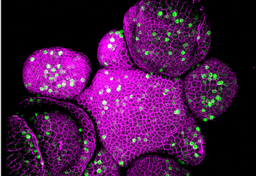 Key Mechanism on Crop Improvement Unlocked