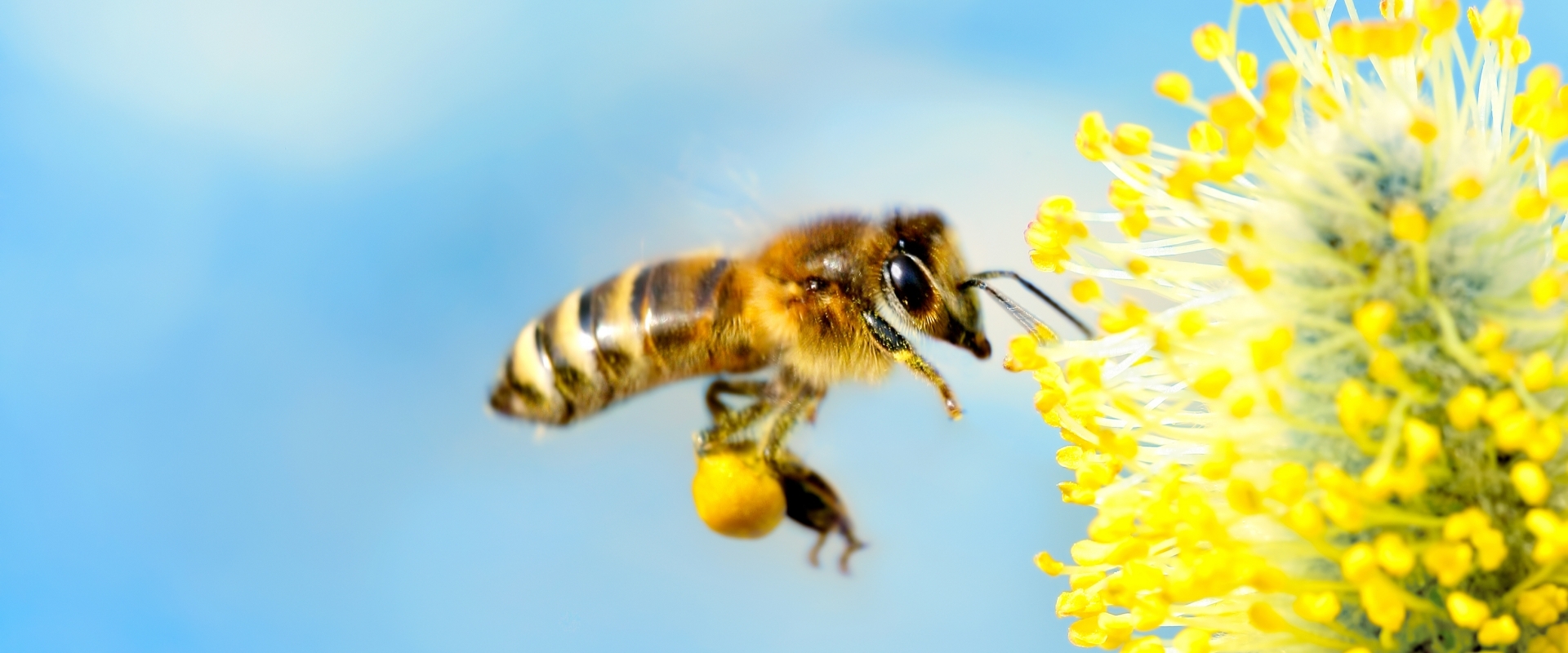 Honey Bee Waggle Dance Depends on Its Audience, Study Finds