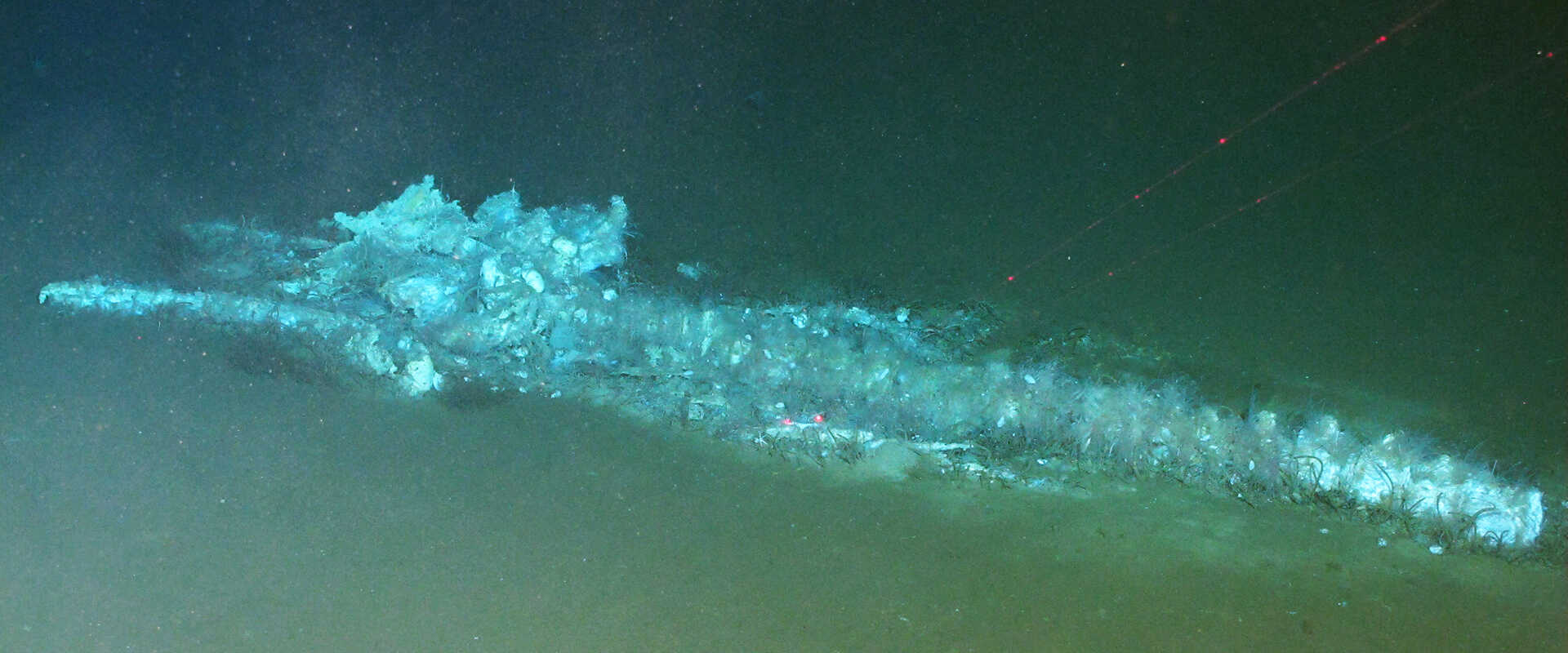 Newly Discovered “Whale Necropolis” Enhances Understanding of Deep-Sea Ecology