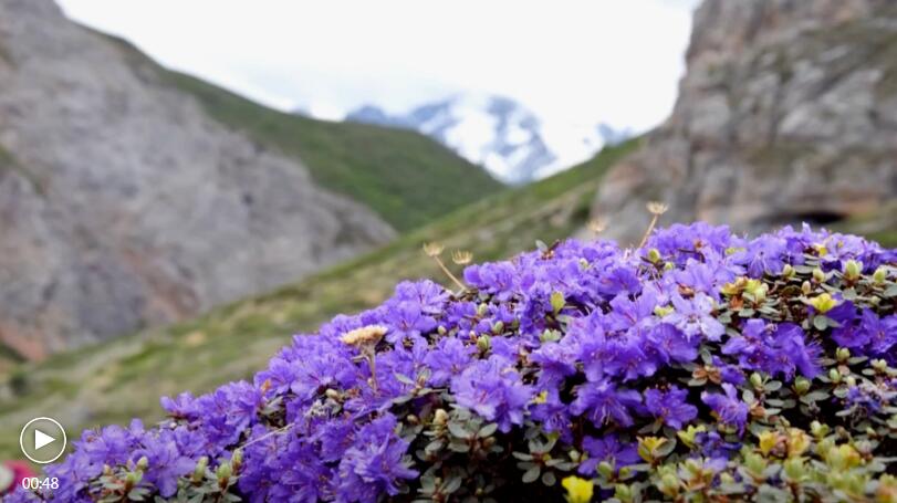 World's Oldest Alpine Plants Found in Hengduan Mountains