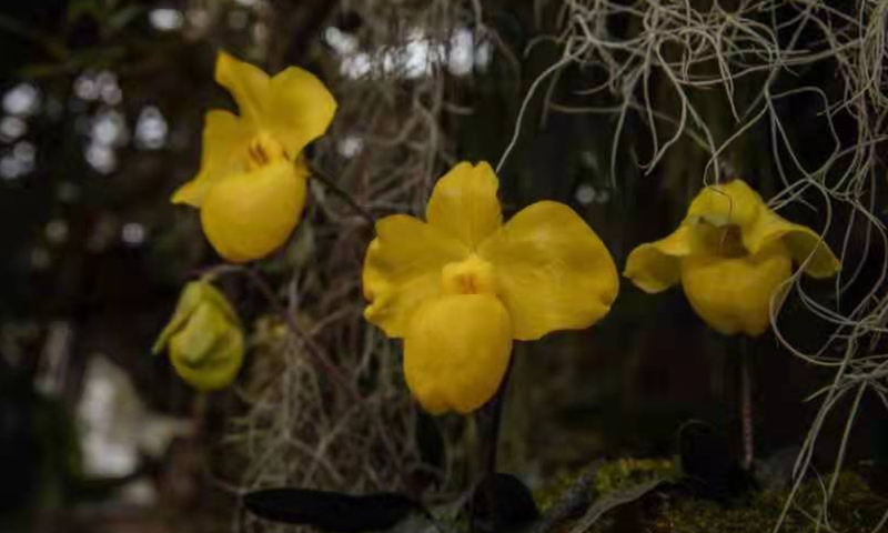 Progress Seen in Efforts to Save 