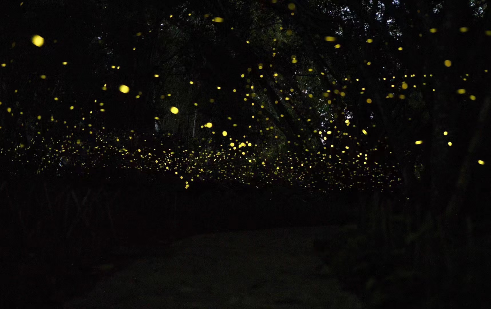 Glowing Fireflies in Xishuangbanna