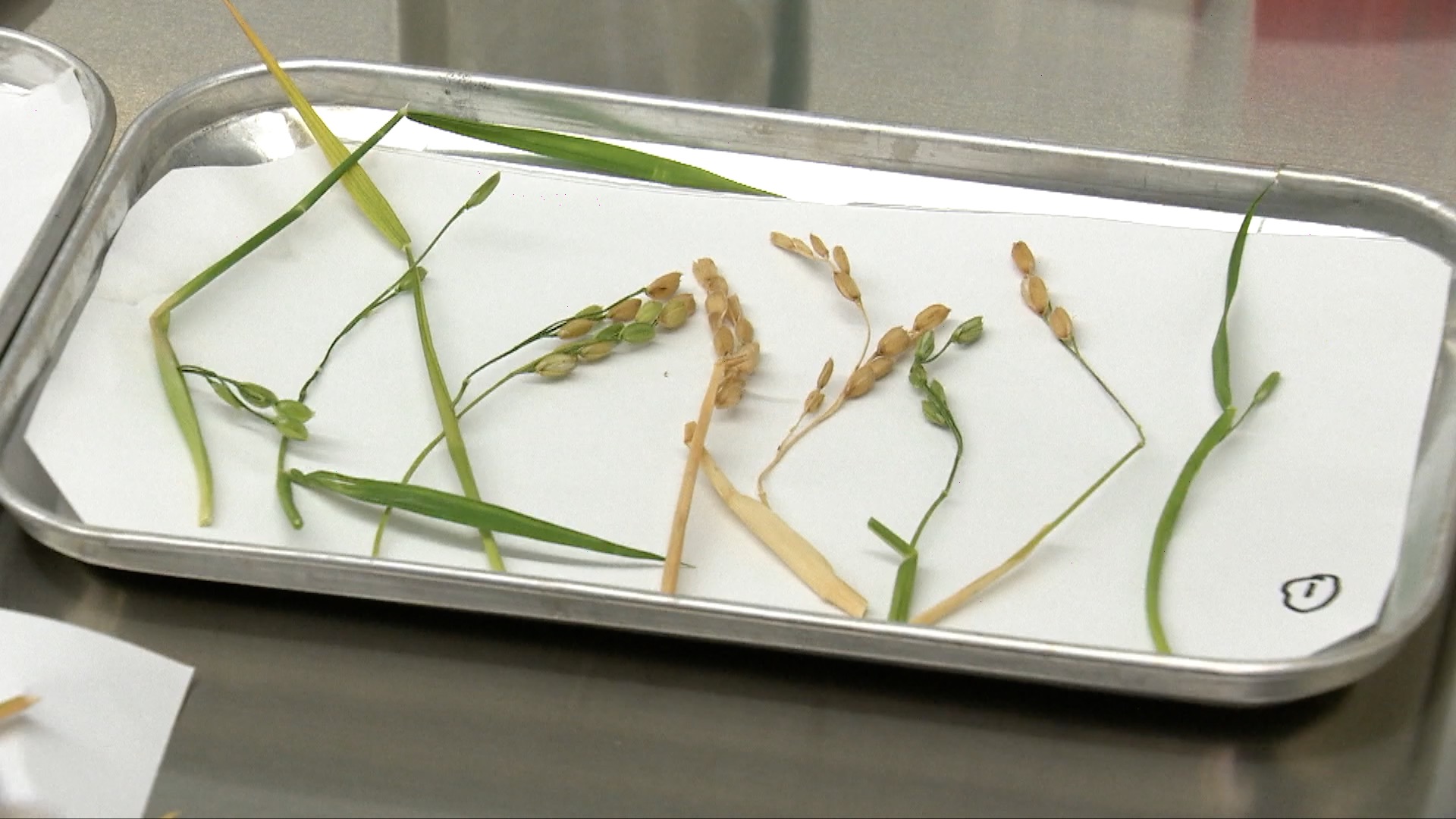 Space Plant Samples Brought Back to Earth for Further Research