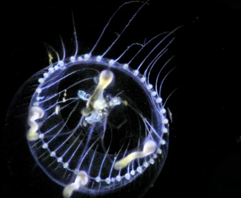 Invisible Kingdom Beneath the Waves Revealed by Chinese Ocean Mission