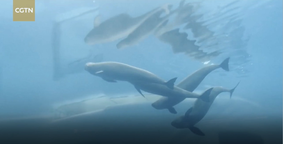Artificial Breeding Boosts Critically Endangered Porpoise Population