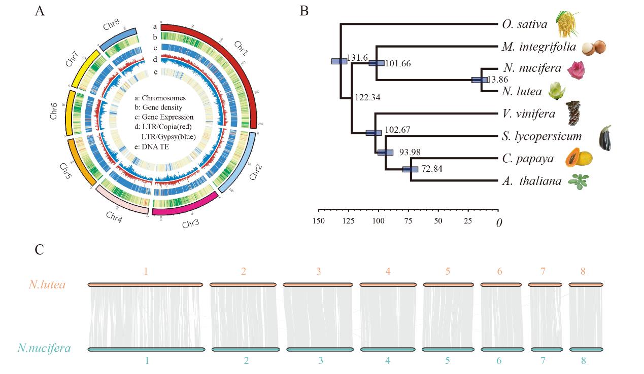 Comparative Analyses of American and Asian Lotus Genomes