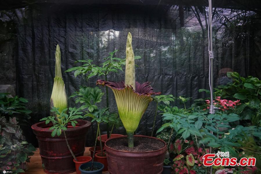 Endangered Giant Corpse Flower Blooms in Beijing's National Botanical Garden