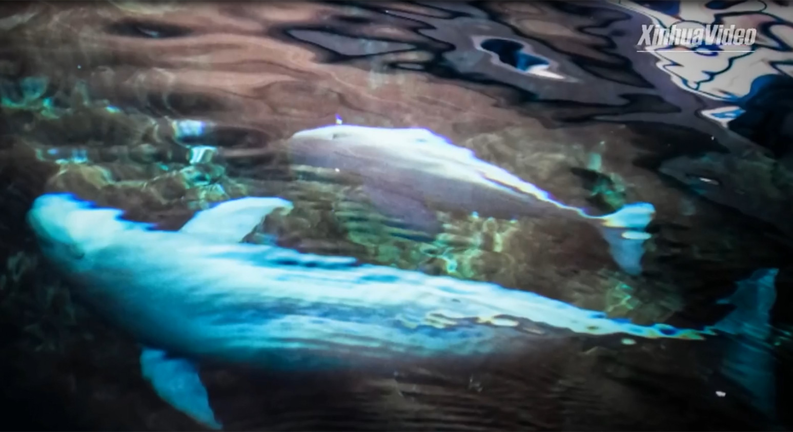 Yangtze Finless Porpoise Fujiu Gave Birth to Baby 