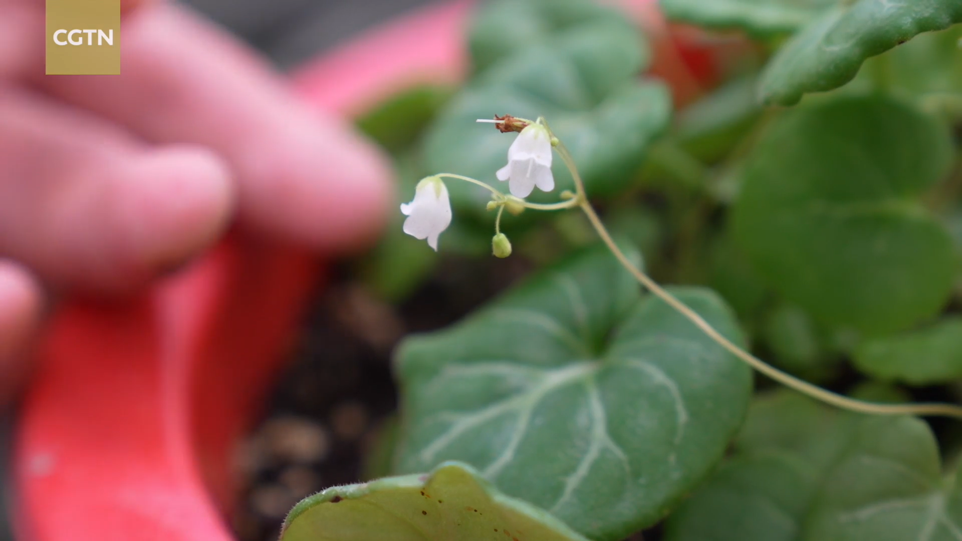 Rare and Wonderful Plants inside South China Botanical Garden