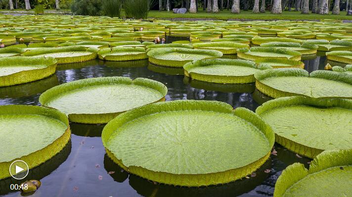 Big Wave of Blossom Adorns Botanic Garden in SW China