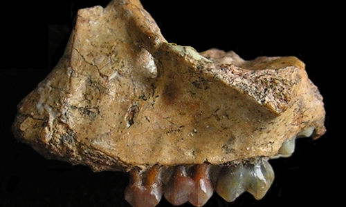 Earliest Gibbon Fossil Discovered in SW China's Yunnan, Fills Evolutionary Gap