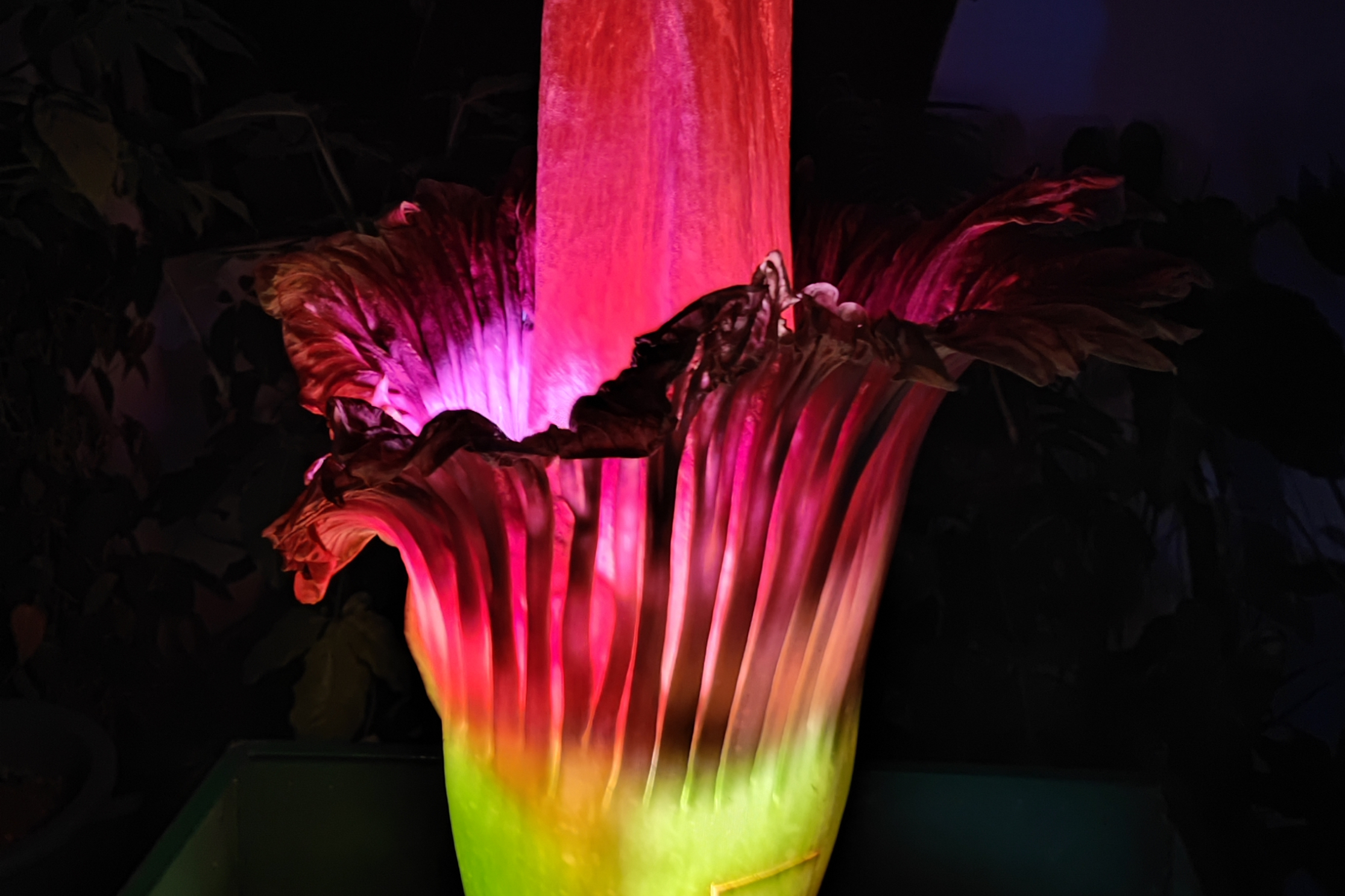 World's Smelliest Flower Blooms at Xishuangbanna Tropical Botanical Garden