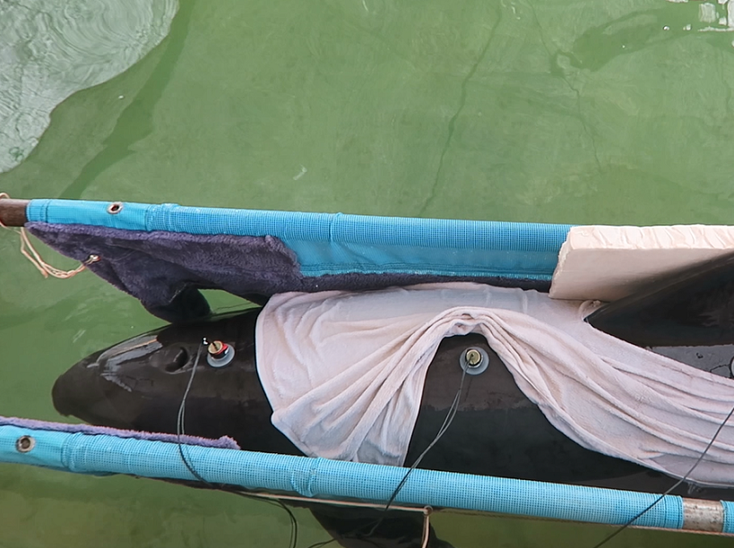 Anthropogenic Noise Pollution Might Be Main Cause for Live Mass Cetacean Stranding Events in China