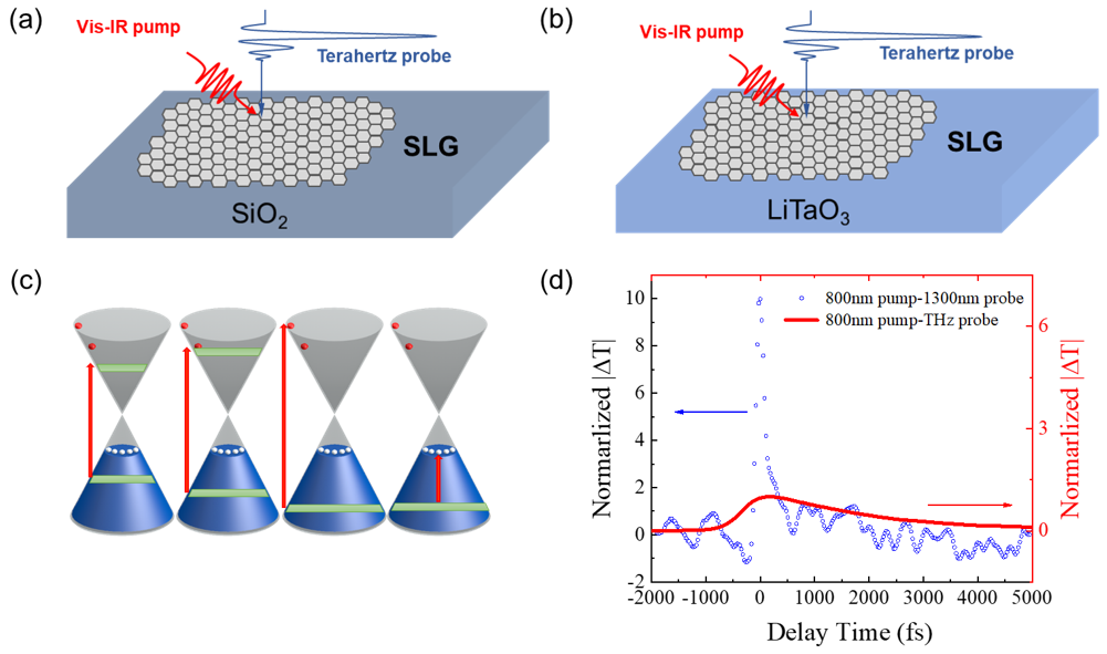 Researchers Reveal Electron-phonon Rethermalization Process in Chemical Vapor Deposition Graphene