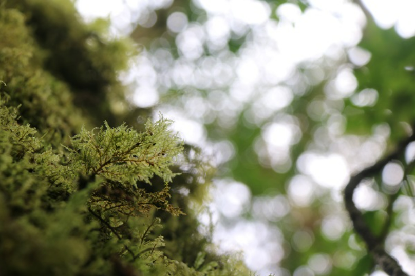 Extreme Precipitation and Drought negatively Impact Nitrogen Fixation of Epiphytic Bryophytes