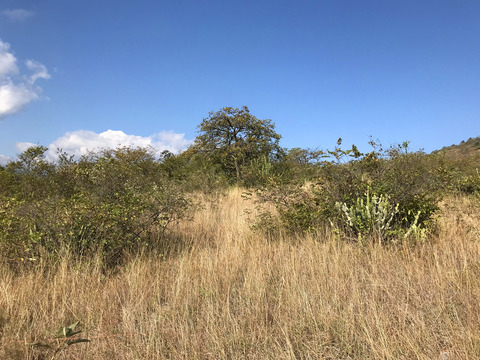 Savannas Suffer Greater Loss and Fragmentation than Forests over 30 Years in Yunnan