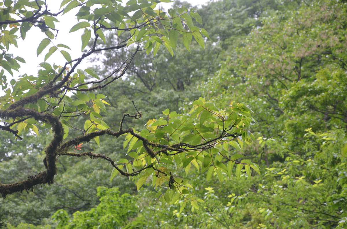 Researchers Evaluate Effectiveness of Ex Situ Conservation of Endangered Plants