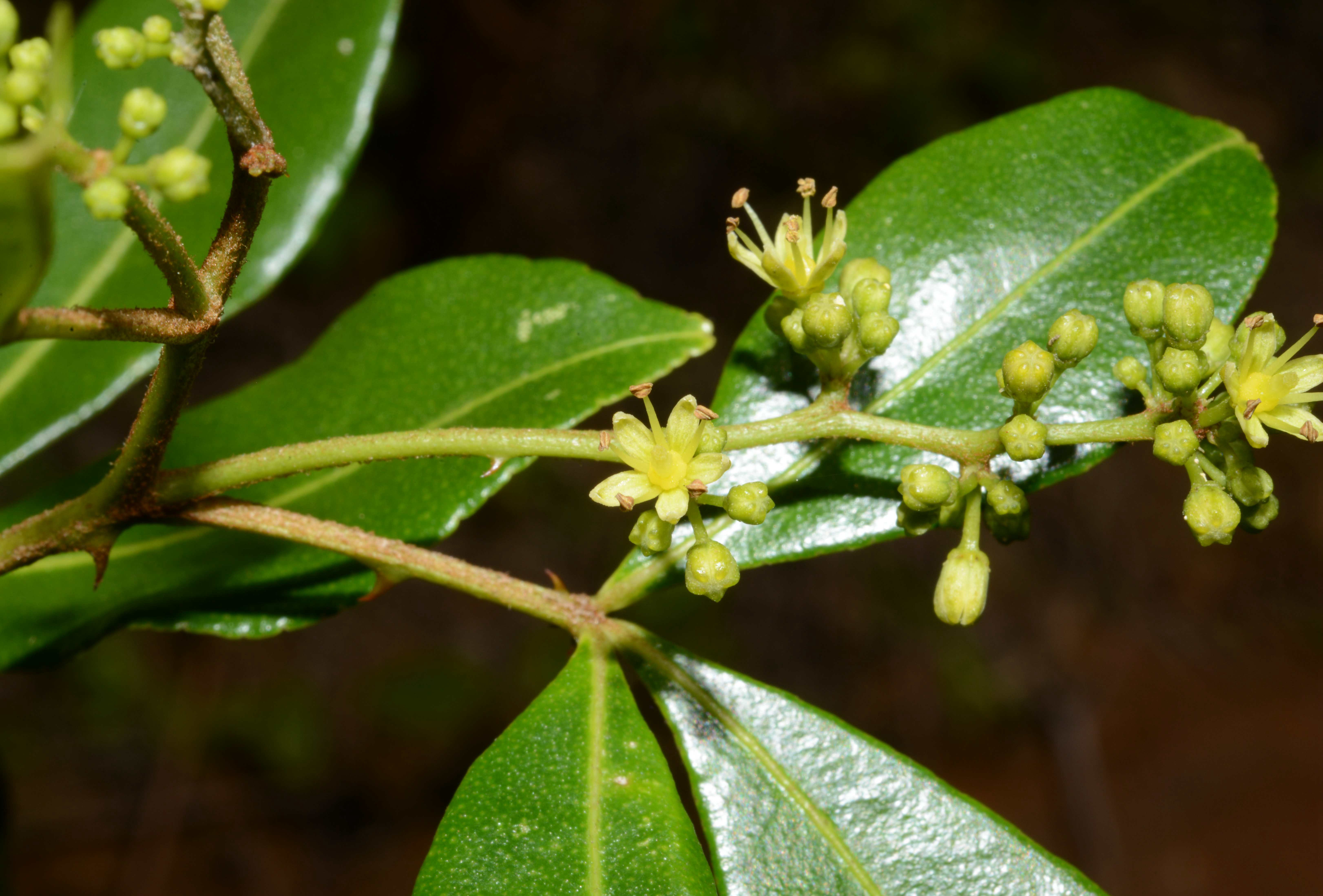 Researchers Reveal Origin-dispersal Areas of <EM>Toddalia</EM> Species