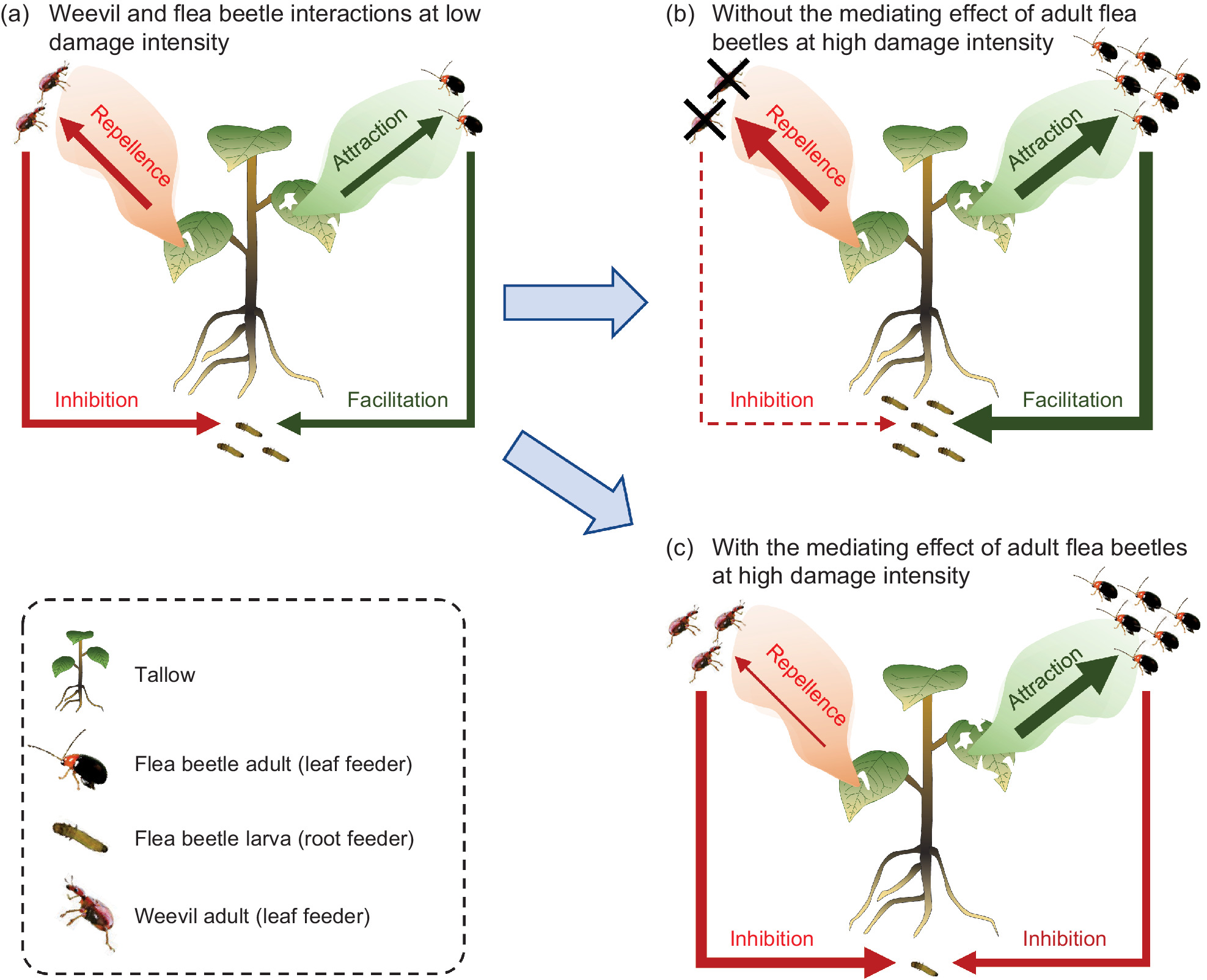 Herbivore Identity and Density Interact to Determine Plant-mediated Interactions between Herbivores