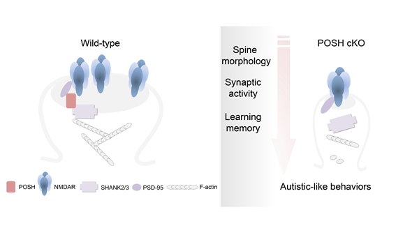 Researchers Reveal Novel Molecular Mechanisms underlying Onset of Autism
