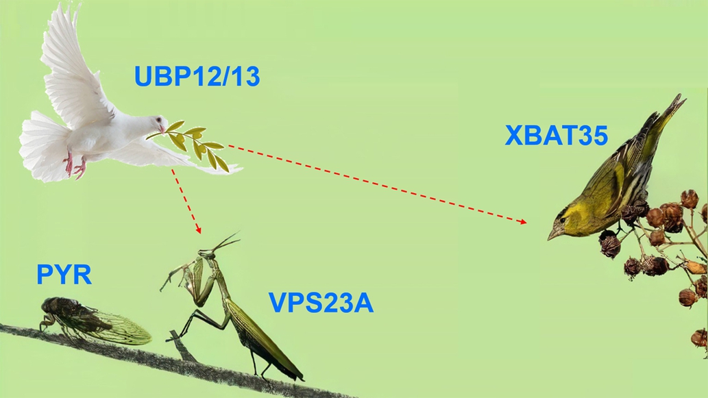 Researchers Reveal Plant E3 Ubiquitin Ligase and Deubiquitinase Pair's Function on Regulating Abscisic Acid Perception