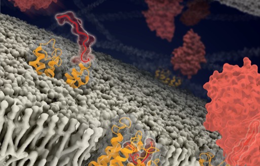 Structural and Functional Studies of Adhesion Receptors Disclose Intrinsic Activation Mechanism of Orphan GPCRs