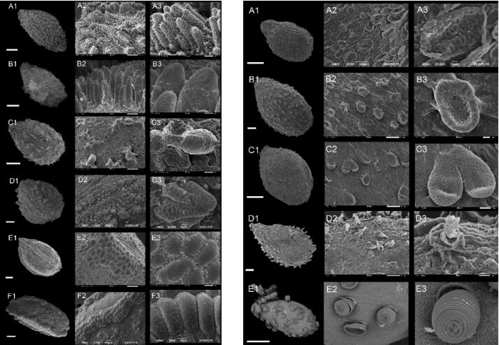 Research Unveils Evolution and Seed Micromorphology in <EM>Impatiens</EM>