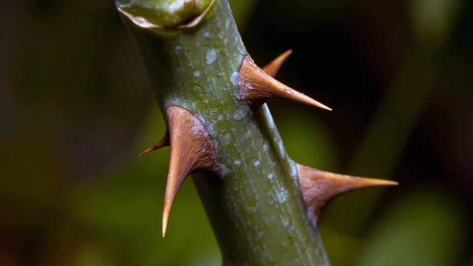 Trunk Spines Can Defend Against Bark Feeding and Climbing Mammals