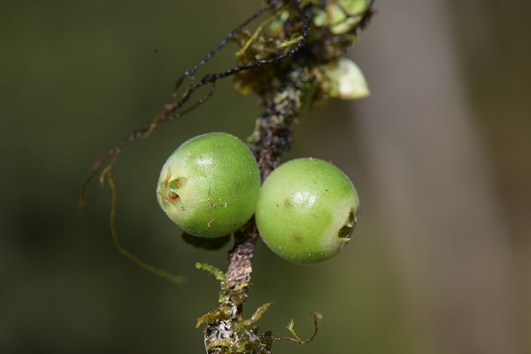 New Agapetes Species Reported from Mêdog, Tibet