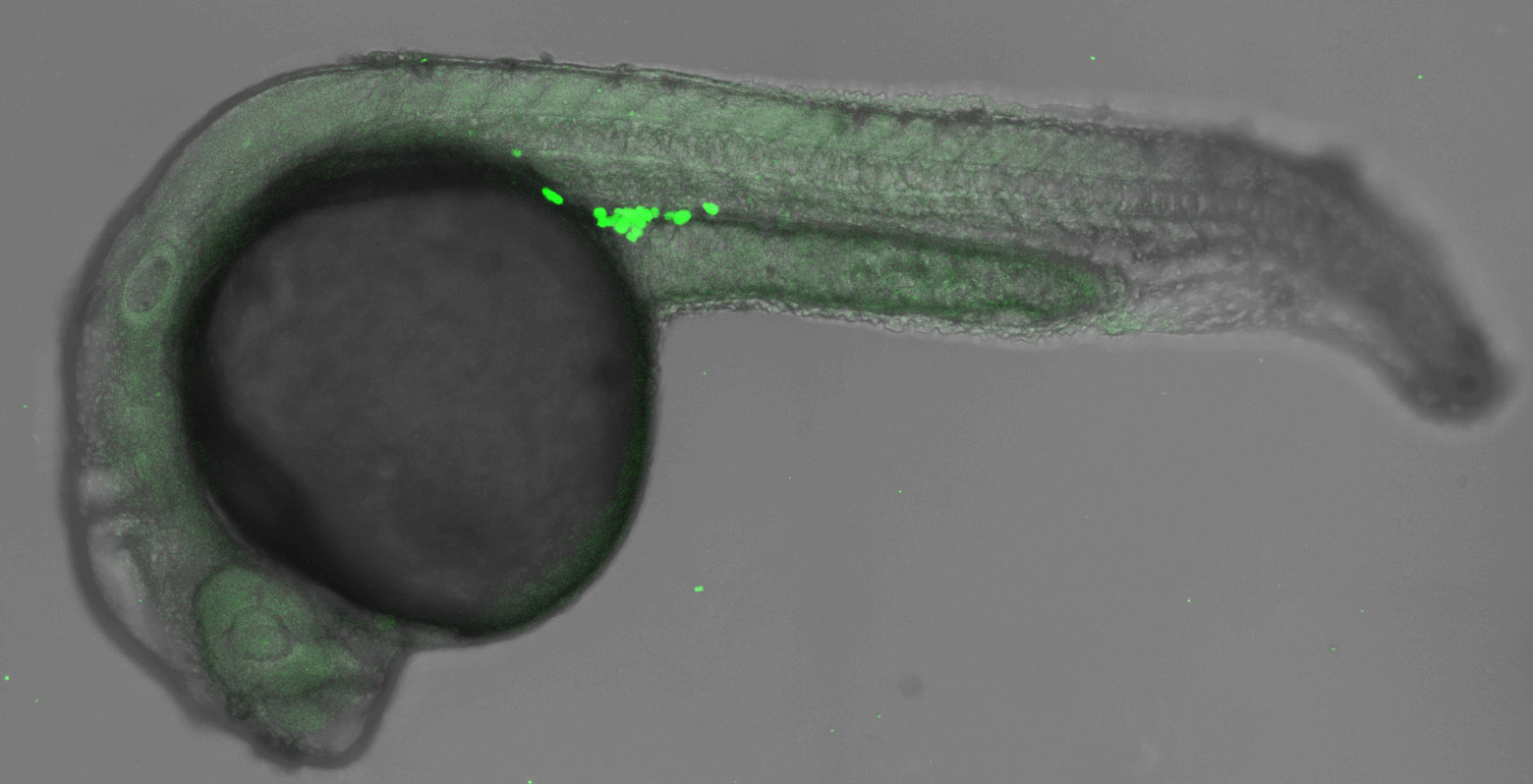 Sinhcaf-dependent Histone Deacetylation Being Essential for Primordial Germ Cell Specification