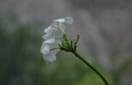 Latest Climate Models Tend to Overestimate Future Afro-Asian Monsoon Rainfall and Runoff