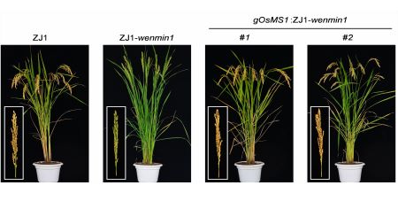 Researchers Reveal How Rice Senses Ambient Temperature Changes