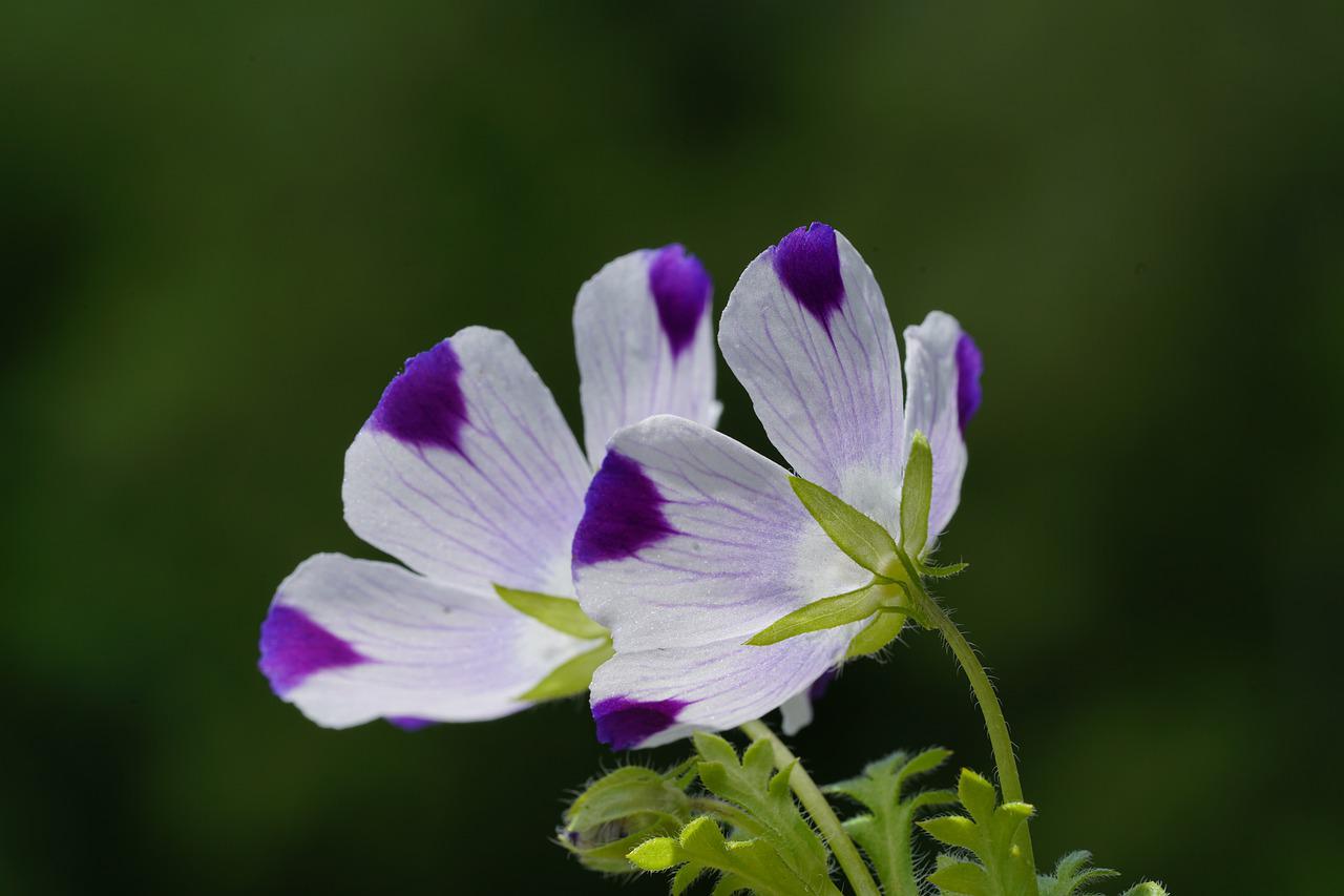 Researchers Reveal Global Biogeographical Patterns and Correlates of Floral Longevity