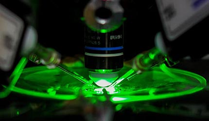 Study Reveals a Unique Neural Microcircuit in Ventromedial Hypothalamus Microcircuit