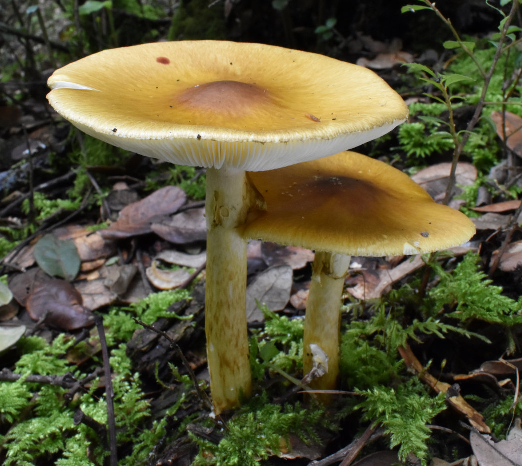 How Do Unrelated Deadly Mushroom Produce Same Toxin?