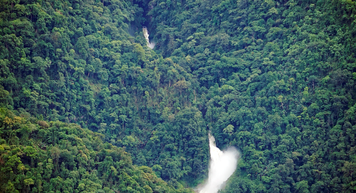 Floristic Assembly Shows Zig-zag Pattern of Phylogenetic Metrics over Elevational Gradient of Mt. Namjagbarwa