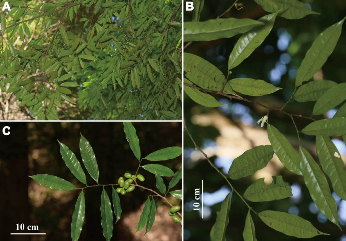 Two New <em>Polyalthiopsis</em> Species Reported from China