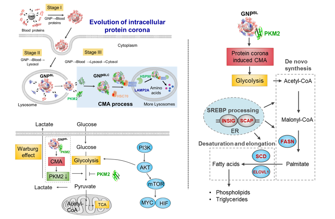 Intracellular Nano-protein Corona Perturb Protein Homeostasis and Remodel Cell Metabolism
