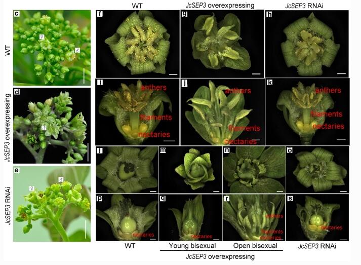 <i>JcSEP3</i> Regulates Stamen Development in <i>Jatropha curcas</i>