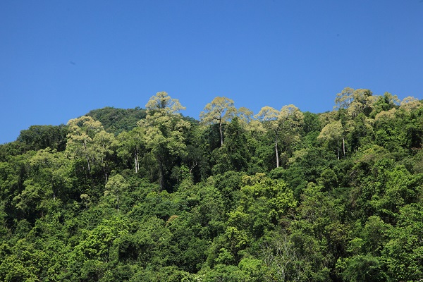 Multi-dimensional Approach Is Needed to Protect Woody Plants in Xishuangbanna