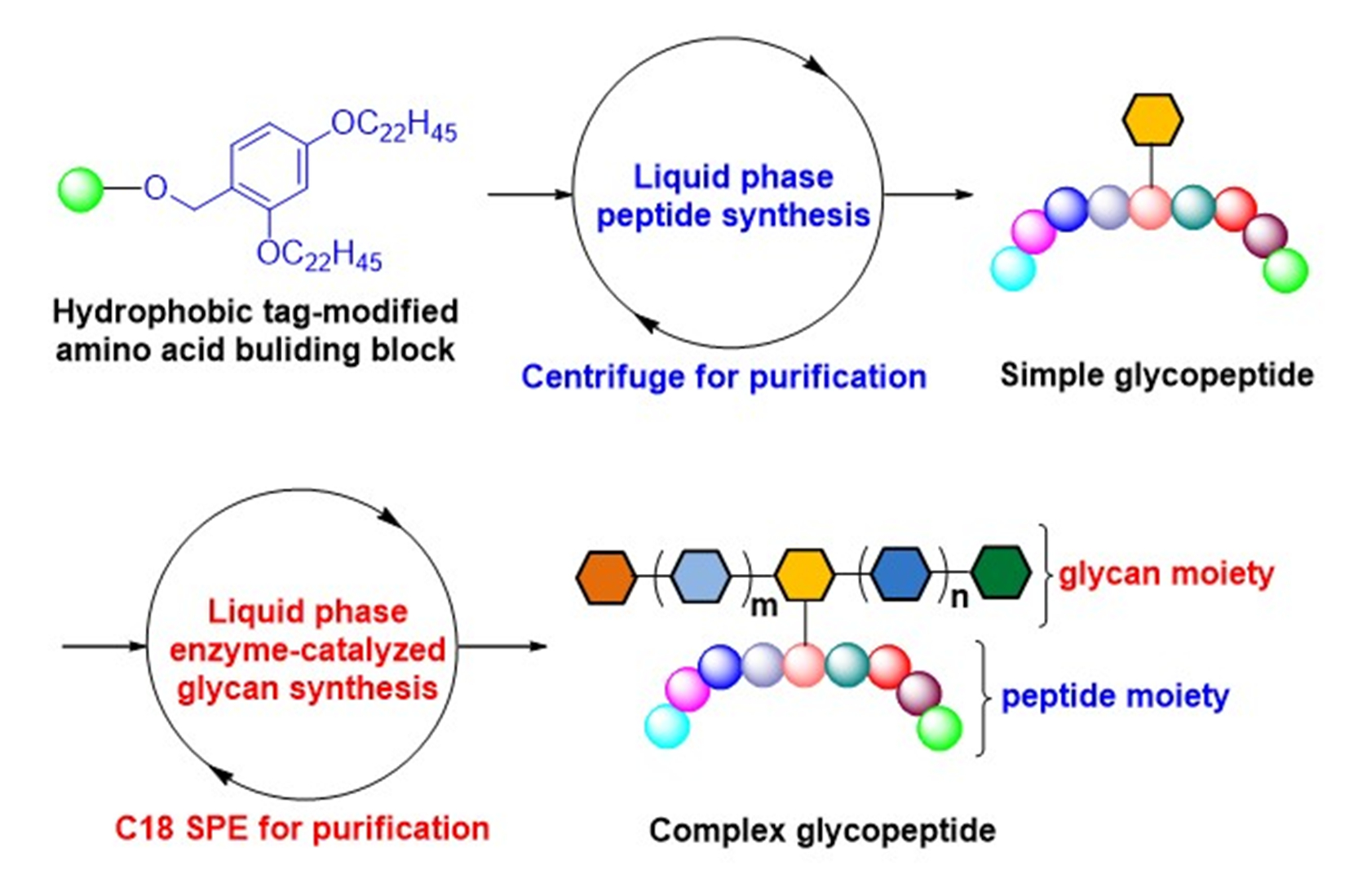 Integrated Chemoenzymatic Approach Helps Efficiently Synthesize Complex Glycopeptides in Liquid Phase