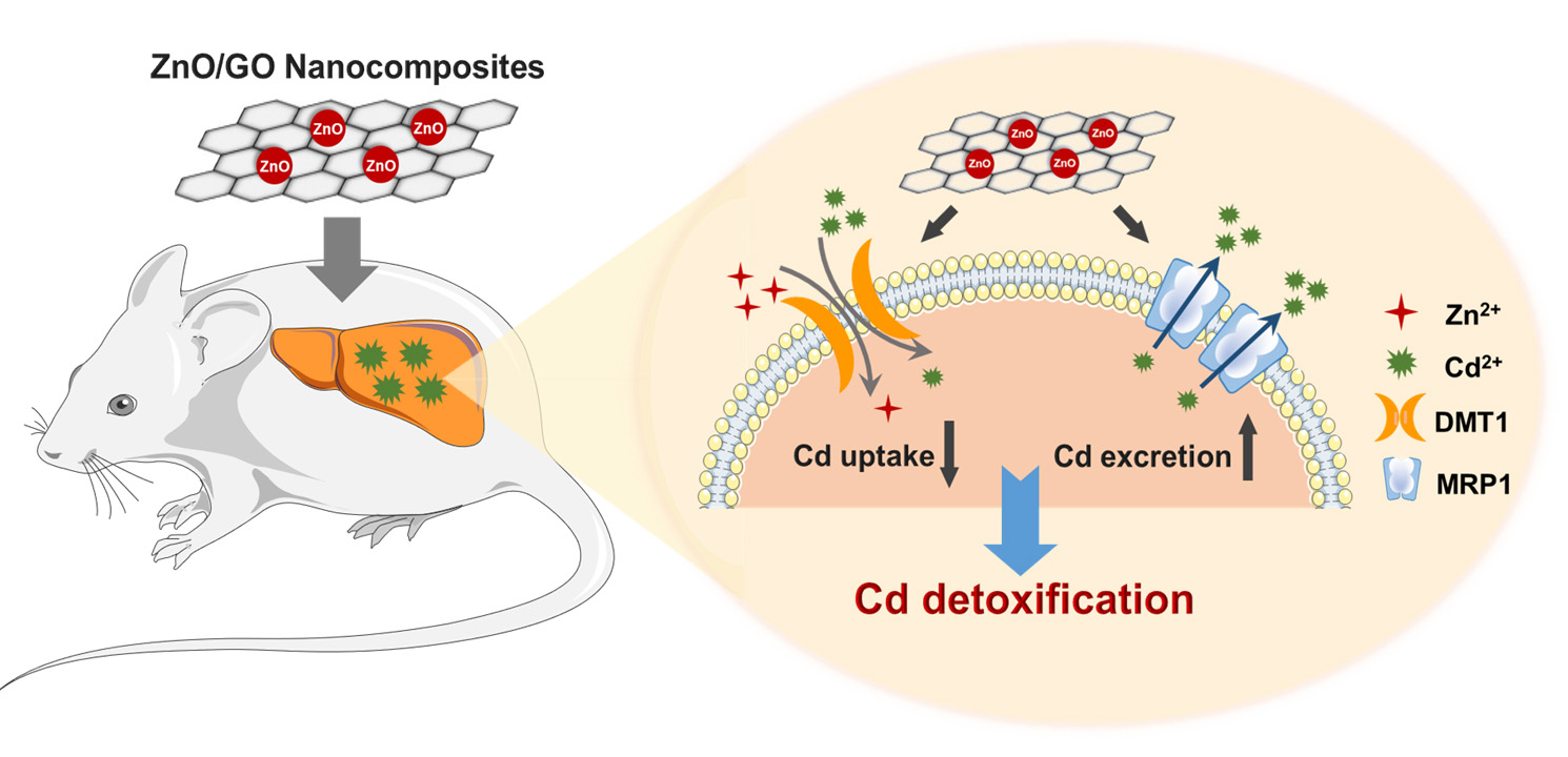 Zinc Oxide/Graphene Oxide Nanocomposites Can Efficiently Inhibit Cadmium-induced Hepatotoxicity
