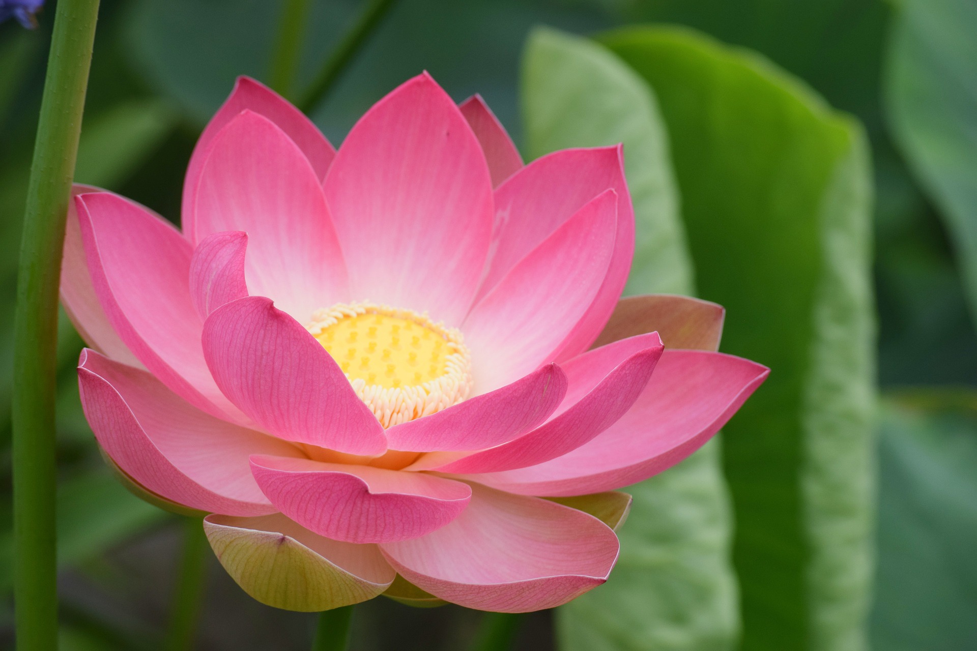 How Does Color of Lotus Ptals Fade?