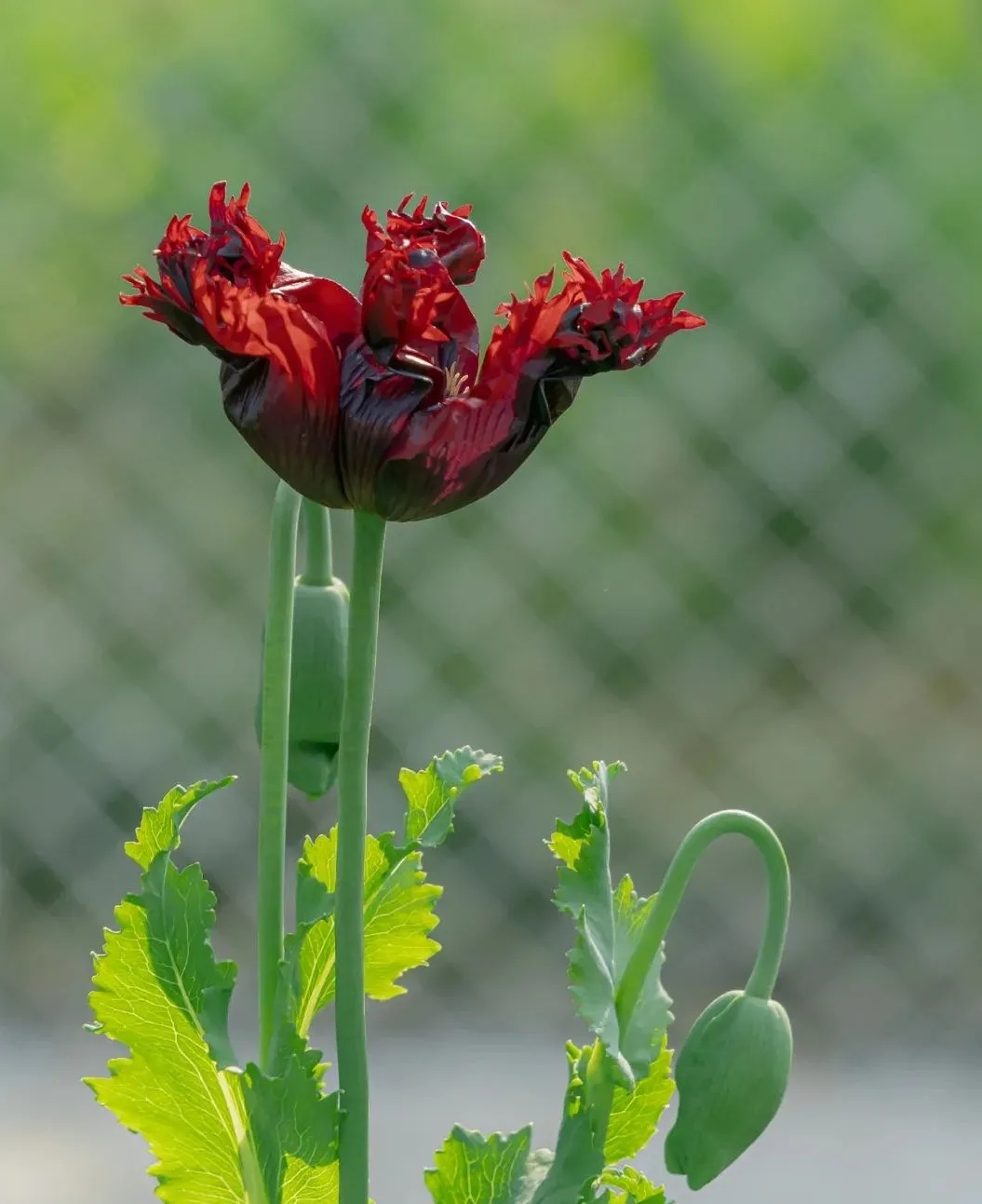 Molecular Markers Mined for Rapid and Accurate Opium Poppy Identification