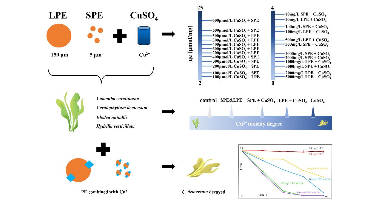Microplastics: Antidote or Trojan Horse of Copper Ion Toxicity in Submerged Macrophytes