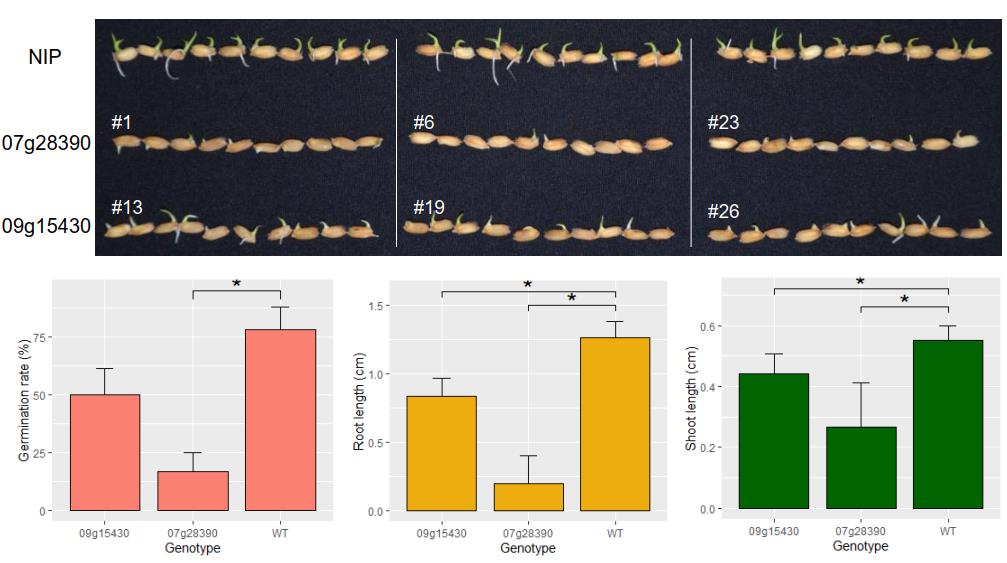 Gene Fusion Acts As Important Mechanism To Generate New Genes in <em>Oryza</em> Genomes