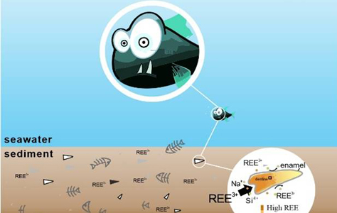 Small Fish Teeth Provide Valuable Information about Rare Earth Elements in Ocean Environment