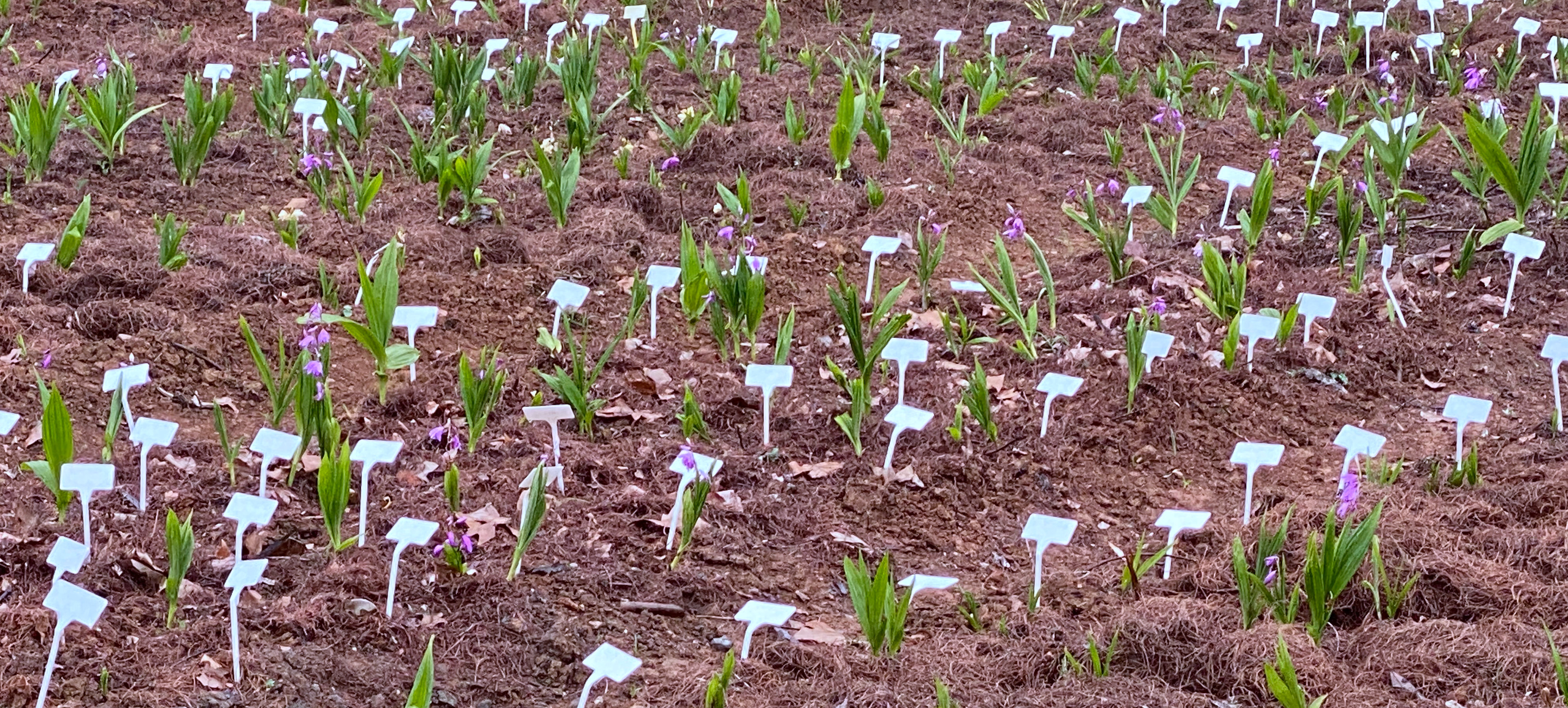 Researchers Screen out Herb <EM>Bletilla</EM> Populations with Excellent Germplasm and Important Phenotypic Traits